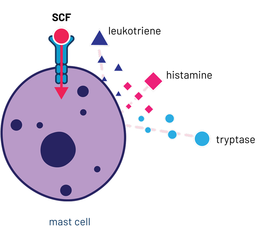 SCF activates growth, survival, and activation via interaction with the KIT receptor