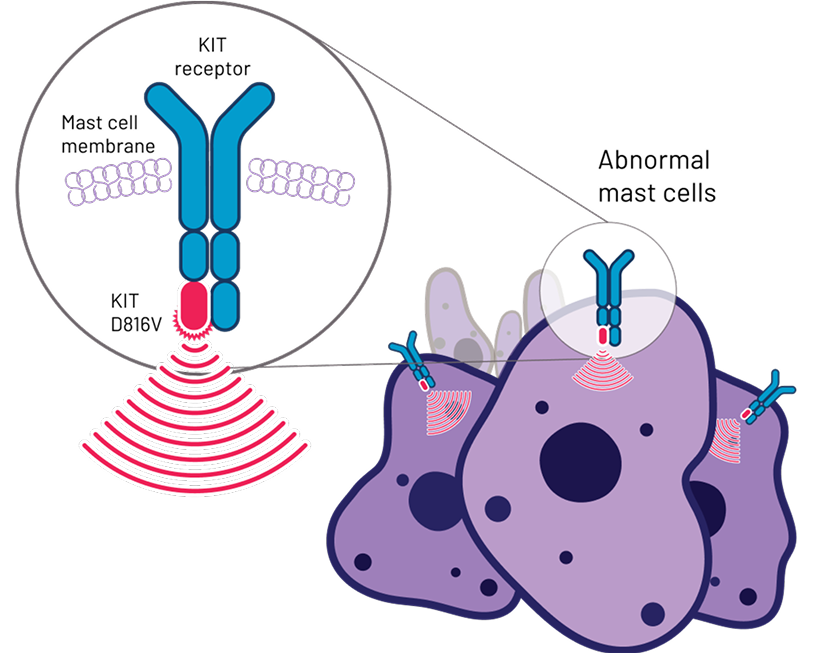 When the KIT D816V mutation is present, it results in constant activation